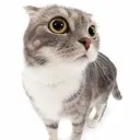 cot