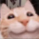 HappiCat