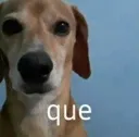 ALTRD_dog_que