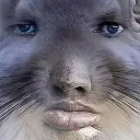 chinchilla