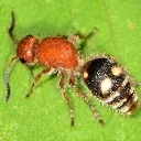 four_spot