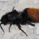 kluggi