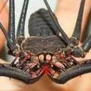 whipspider