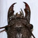 dobsonfly