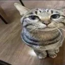 catcat