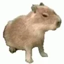 cappy2