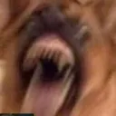didsomeonesaywonderpets