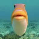 fishy
