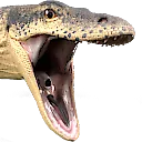 pogmegPT