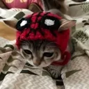spidermancar spidermancar