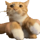 3950catkeyboardbounce
