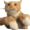 3950catkeyboardbounce