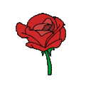 6636rose