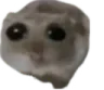 sadhamster