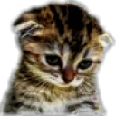 poutcat