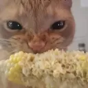 rachcorn