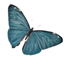 butterfly3 butterfly3