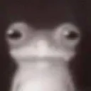 FrogStare