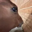 honseye