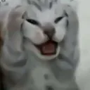 emote_cat_why_god_why emote_cat_why_god_why
