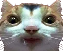 Cat_Toecat