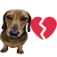 cachorrotriste