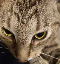 KittyStare KittyStare