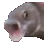 pogfish