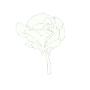 flowerwhite