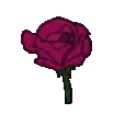 44752flowerdarkpink