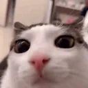 plinkstare
