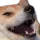 Kekdoggo