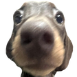 rxspheRizo Discord emoji