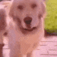 dog_disgusted