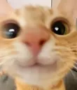 catyesplease