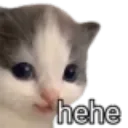 hehekitty hehekitty