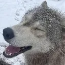 bigolsmile
