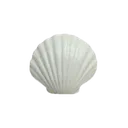 white_seashell