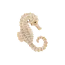 sea_horse
