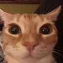 catstare
