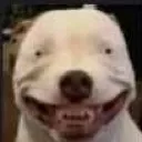 Shitbull