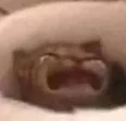 Waaaa