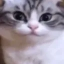 haikomaru