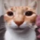 catstare