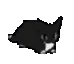 CatLoafDance