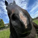 horse