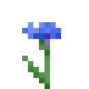 cornflower