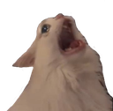 kittyCRY Discord emoji