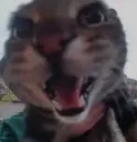 maow