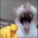 CatLaugh